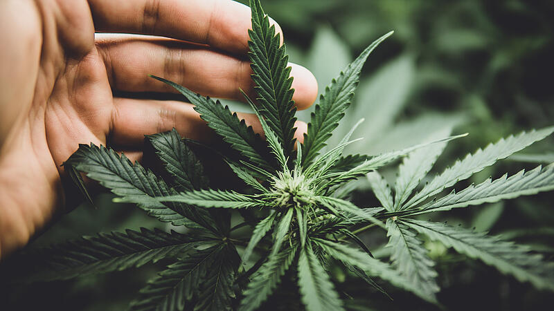 Ab 1. April könnte Cannabis in Deutschland legal sein. Ab 1. April könnte Cannabis in Deutschland legal sein.