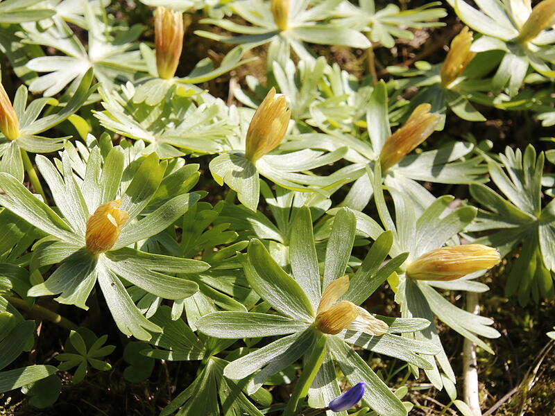 Die ersten Blumen blühen im KurgartenDie ersten Frühlingsboten in Bad Kissingen Die ersten Blumen blühen im Kurgarten