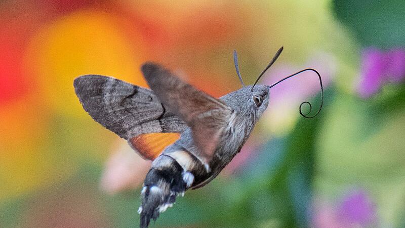 Taubenschwänzchen Taubenschwänzchen