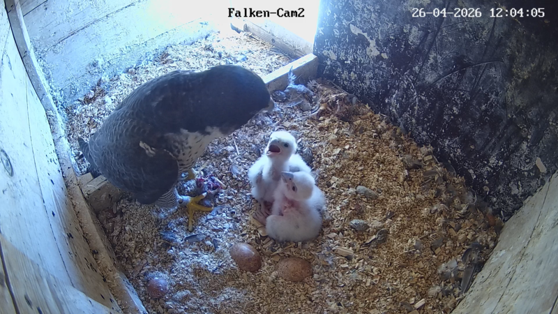 Zwei K&uuml;ken haben &bdquo;Wanda&ldquo; und &bdquo;Falco&ldquo; in diesem Jahr zu versorgen.