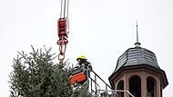 Weihnachtsbaum auf dem Frankfurter Römerberg wird aufgestellt