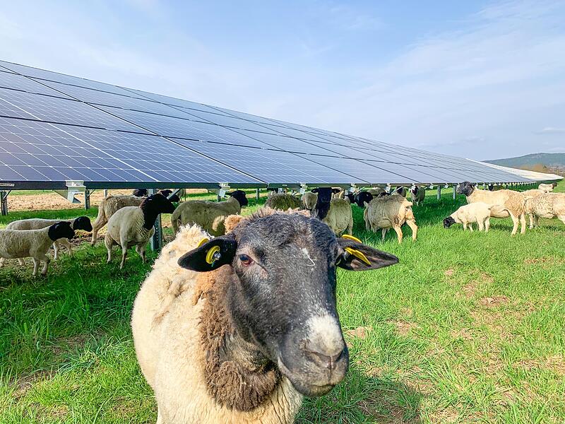 Auch bei K&uuml;ps im Landkreis Kronach gibt es einen Agri-Solarpark, in dem Schafe weiden.