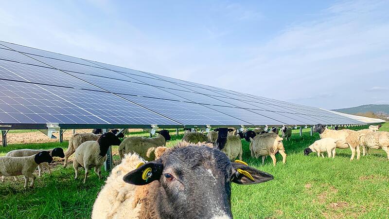 Auch bei K&uuml;ps im Landkreis Kronach gibt es einen Agri-Solarpark, in dem Schafe weiden.