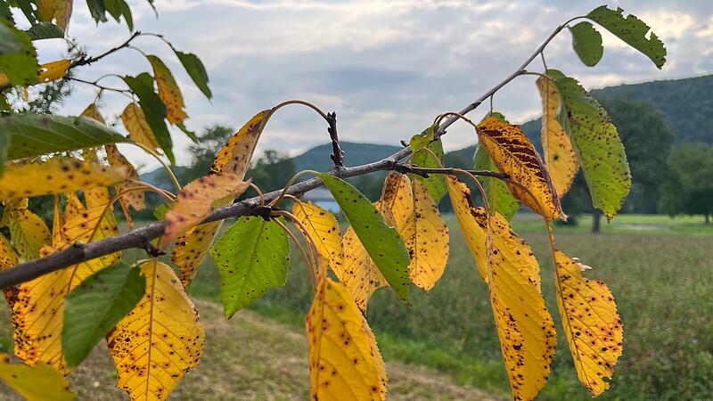 Der Herbst steht vor der T&uuml;rForchheim & Fr&auml;nkische Schweiz