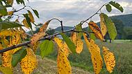 Der Herbst steht vor der TürForchheim & Fränkische Schweiz