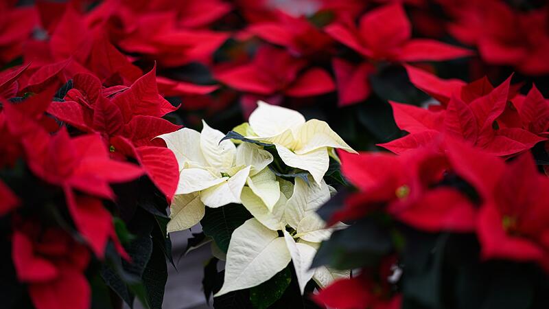 15 Grad Weihnachtsstern kaufen K&auml;lte
