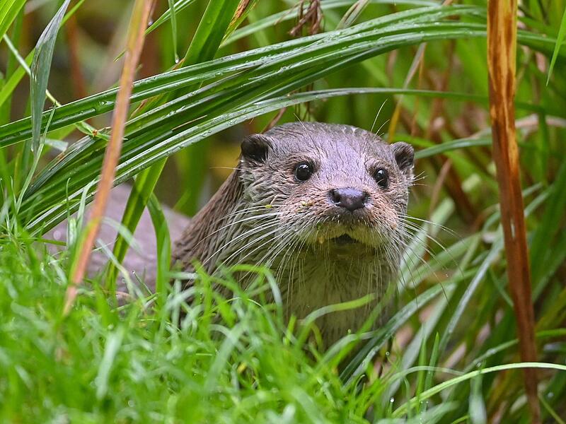 Der Fischotter sorgt f&uuml;r hohe Verluste bei Oberfrankens Teichgenossenschaften.