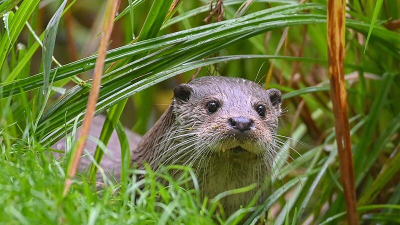 Der Fischotter sorgt für hohe Verluste bei Oberfrankens Teichgenossenschaften.