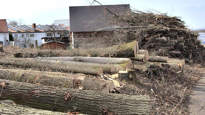 Kahlschlag: Wo vor kurzem noch ein kleiner Wald war, liegen nur noch die Stämme der gefällten Bäume. Die Gemeinde Eggolsheim und das Amt für Ernährung, Landwirtschaft und Forsten in Bamberg waren machtlos.Forchheim & Fränkische Schweiz