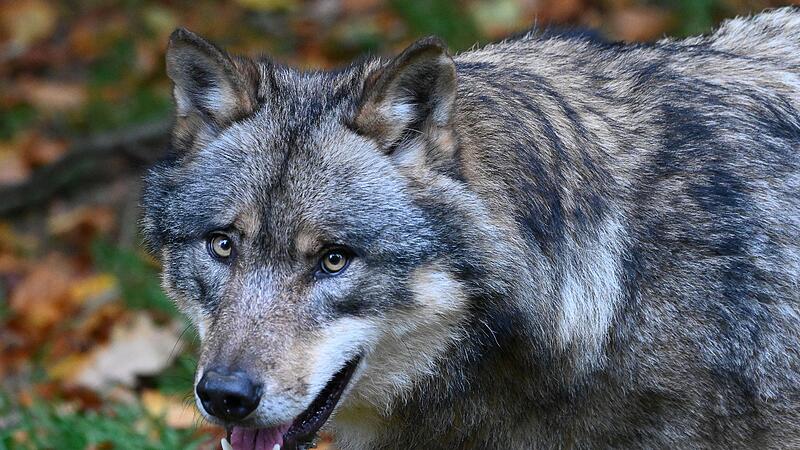 Wolf