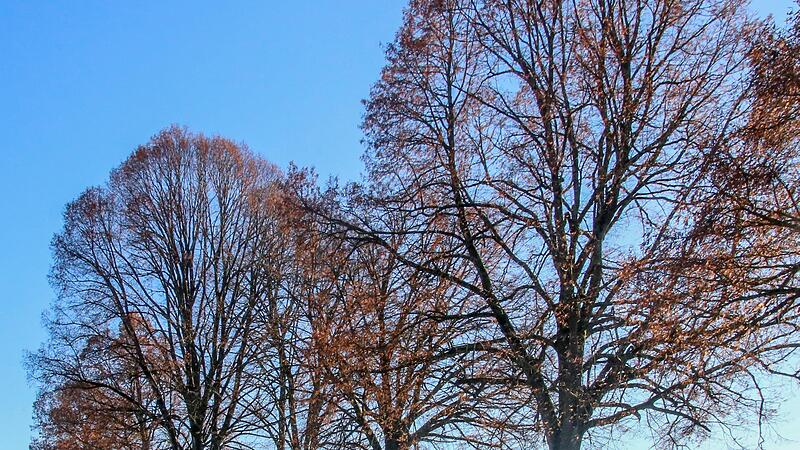 Diese Stra&szlig;enallee bei W&ouml;lkendorf ist ein Relikt aus alter Zeit.