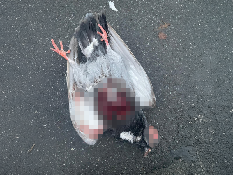 Diese Taube, mutmaßlich von einem Menschen gequält und getötet, hat Christine Friedlein in der Kulmbacher Basteigasse gefunden. Diese Taube, mutmaßlich von einem Menschen gequält und getötet, hat Christine Friedlein in der Basteigasse gefunden.