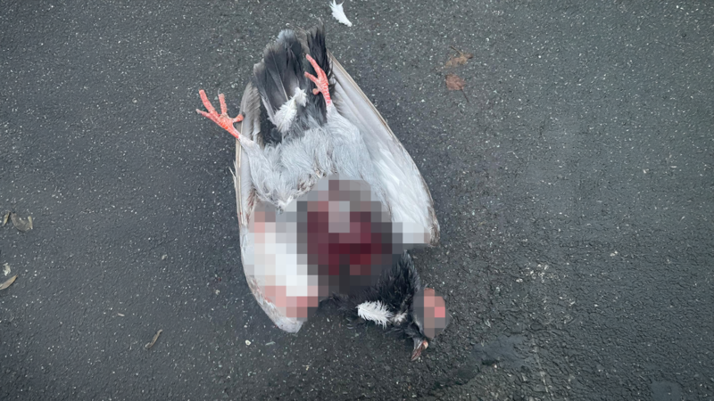 Diese Taube, mutma&szlig;lich von einem Menschen gequ&auml;lt und get&ouml;tet, hat Christine Friedlein in der Basteigasse gefunden.