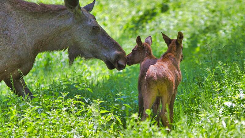 Mutterliebe auf Elchisch: Elchkuh Lotta mit ihrem Zwillings-Nachwuchs im Wildpark Hundshaupten. Namen haben die beiden noch nicht.Forchheim & Fr&auml;nkische Schweiz