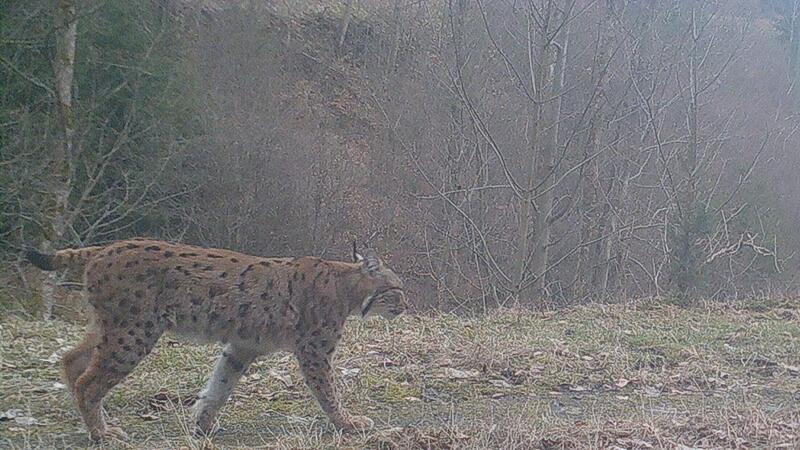 Der Luchs ist bekannt als scheues Tier. In diesem Fall hat den "Bartl" eine Wildtierkamera am 8. M&auml;rz 2020 zwischen Tschirn und Nordhalben eingefangen.