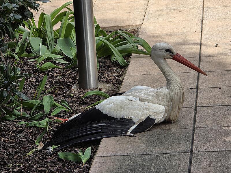 Verletzter Storch Herzogenaurach
