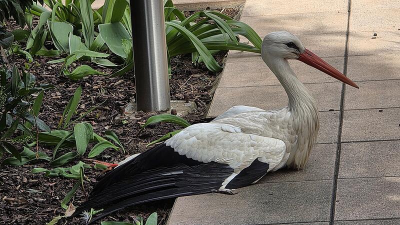 Verletzter Storch Herzogenaurach