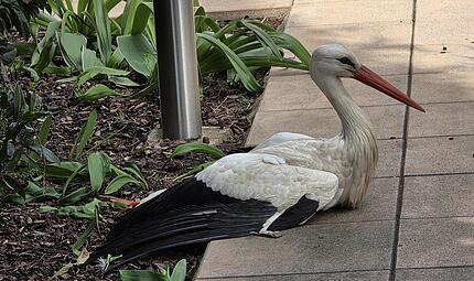 Verletzter Storch Herzogenaurach