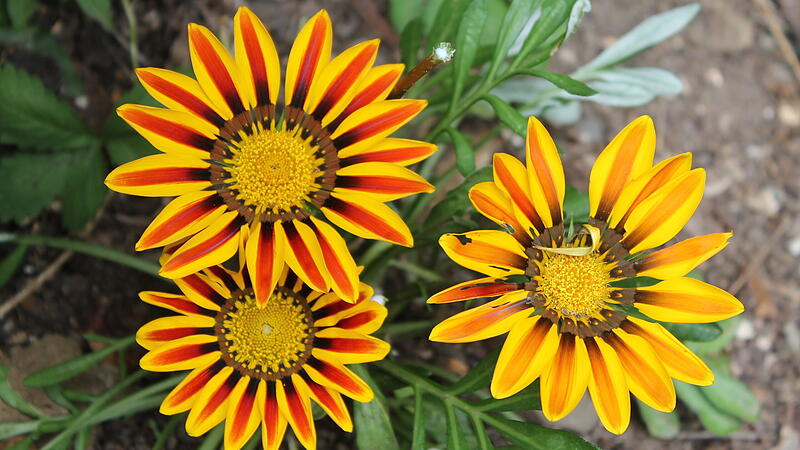 Afrikanischer Löwenzahn Afrikanischer Löwenzahn