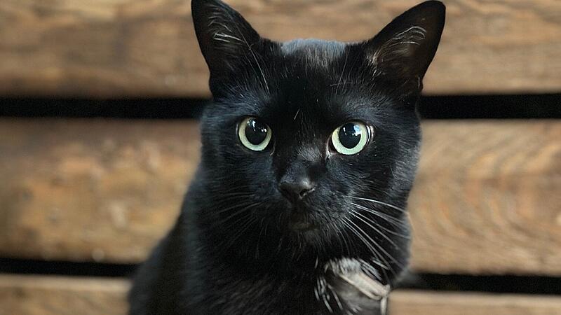 Kater Nero Kater Nero