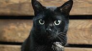 Kater Nero