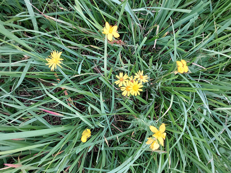Das stark giftige Jakobskreuzkraut hat eine sternf&ouml;rmige Bl&uuml;te mit vielen Bl&uuml;tenbl&auml;ttern.