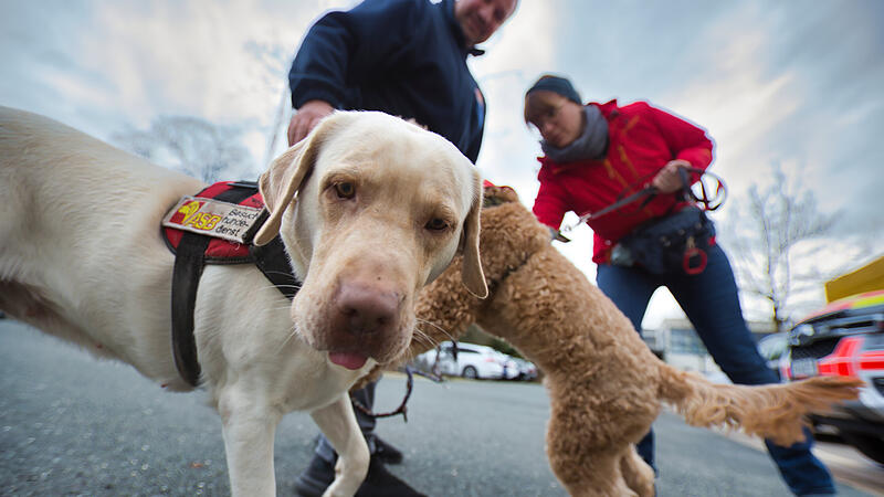 Hundesteuer im Landkreis ForchheimForchheim & Fränkische Schweiz Die Labradorhündin Lizzy ist eine von Tausenden Hunden im Landkreis Forchheim. Wie viel ihre Besitzer an Steuern zahlen müssen, hängt vom Wohnort ab.