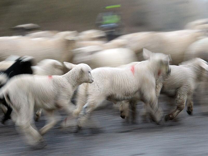 Schafherde mit Lämmern