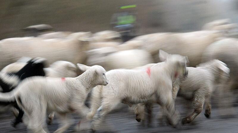 Schafherde mit Lämmern