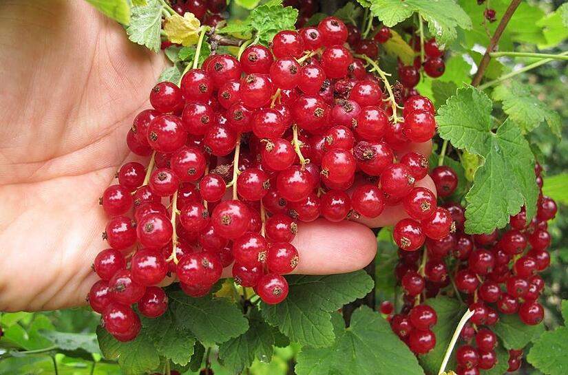 Johannisbeerstr&auml;ucher k&ouml;nnen bereits w&auml;hrend der Ernte ausgelichtet werden, was das Abpfl&uuml;cken der Fr&uuml;chte gleichzeitig enorm erleichtert.