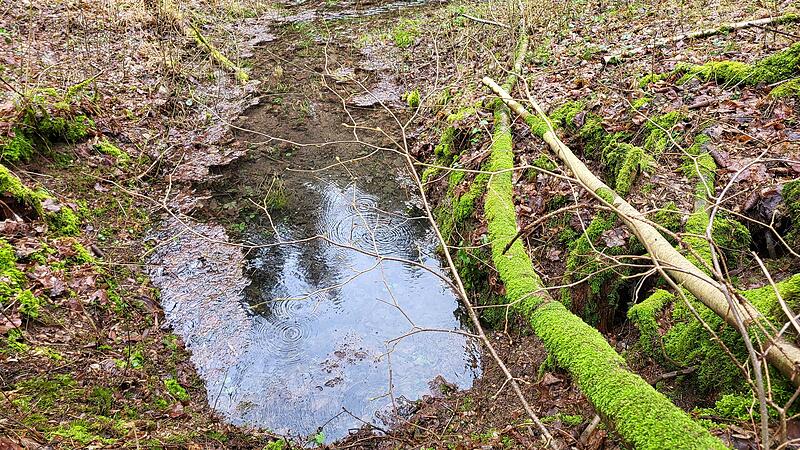 Der Bund Naturschutz hat startet ein Quellenschutzprojekt