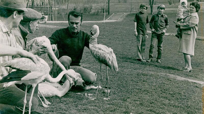Für die Herzogenauracher und Besucher der Stadt waren die Flamingos in den 1970er Jahren eine echte Attraktion. Für die Herzogenauracher und Besucher der Stadt waren die Flamingos in den 1970er Jahren eine echte Attraktion.