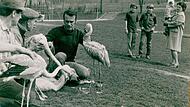 Für die Herzogenauracher und Besucher der Stadt waren die Flamingos in den 1970er Jahren eine echte Attraktion.