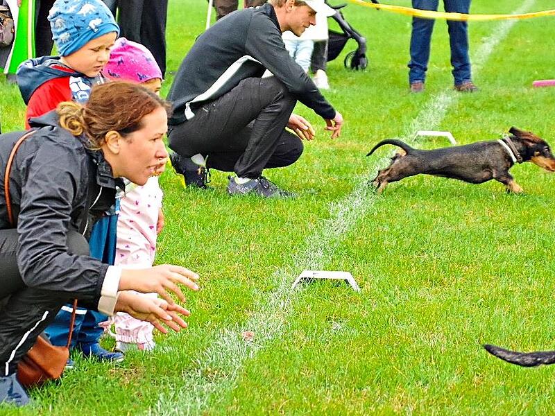 Das Startsignal ist erfolgt: Die Dackel werden losgelassen und sprinten zu ihren Herrchen bzw. Frauchen.H. Franz