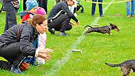 Das Startsignal ist erfolgt: Die Dackel werden losgelassen und sprinten zu ihren Herrchen bzw. Frauchen.H. Franz Das Startsignal ist erfolgt: Die Dackel werden losgelassen und sprinten zu ihren Herrchen bzw. Frauchen.H. Franz