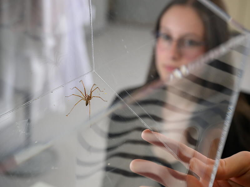 Angst vor Spinnen überwinden mit neuer Therapie