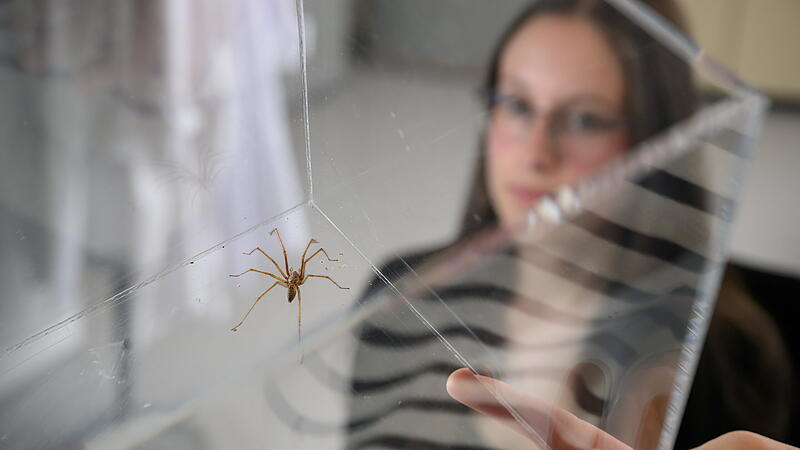 251006_spinnenangst_studie_uni_dsc_3417.jpg