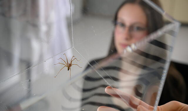 Angst vor Spinnen überwinden mit neuer Therapie Angst vor Spinnen überwinden mit neuer Therapie