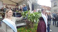 Krenkönigin Theresa I. (links) und ihre Nachfolgerin Janina I. ernten  in Baiersdorf die erste Krenwurzel.