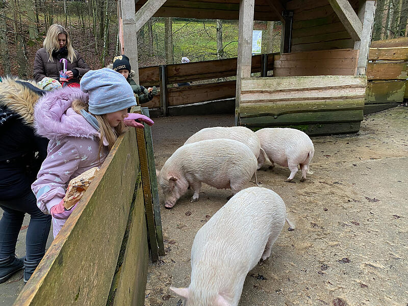 Bei der Bescherung im Wildpark Hundshaupten bekamen die Tiere von Kindern gebastelte Futtergeschenke.
