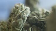 Cannabis Cannabis