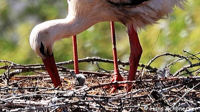 Störche in Coburg haben erste Küken im Nest