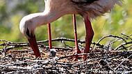 Störche in Coburg haben erste Küken im Nest