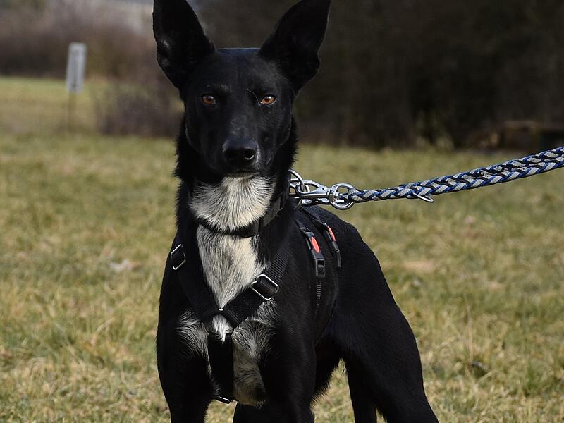 Tierheim Kronach Lucy Lucy ist ein Europäischer Schlittenhund.