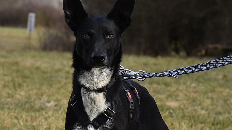 Lucy ist ein  Europ&auml;ischer Schlittenhund.