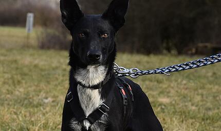 Tierheim Kronach Lucy Lucy ist ein Europäischer Schlittenhund.