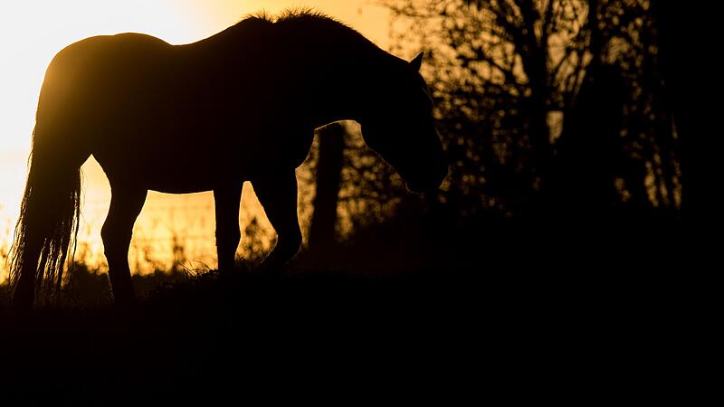 Streit um Pferd zwischen Ex-Partnern Streit um Pferd zwischen Ex-Partnern