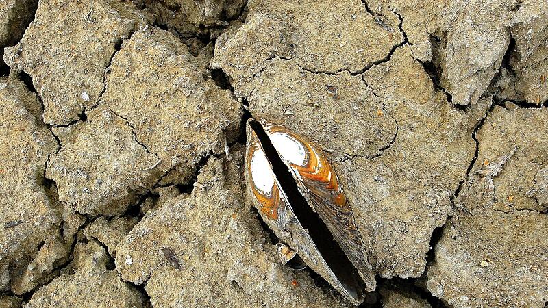 Zu den Bildern des Jahres geh&ouml;rt dieser Blick in den Ellertsh&auml;user See. Die Trockenlegung wegen Bauarbeiten hat diese Muschel nicht &uuml;berstanden. Mit dem Wasser, das seit einigen Wochen wieder in den See flie&szlig;t, kommt das Leben zur&uuml;ck.