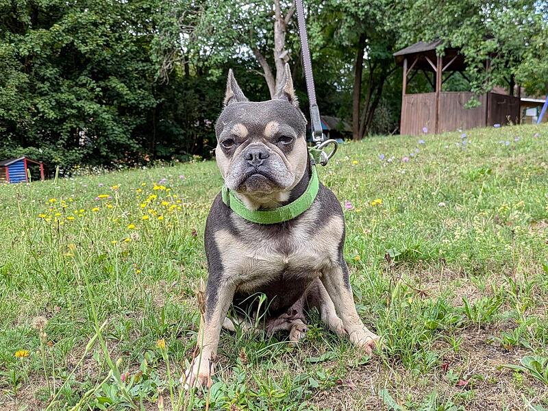 Die französische Bulldogge Amy wurde in ihrem ehemaligen Zuhause von zwei anderen Hündinnen gemobbt. Die französische Bulldogge Amy wurde in ihrem ehemaligen Zuhause von zwei anderen Hündinnen gemobbt.