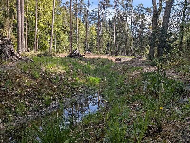 Stadtwald Bamberg Biotop